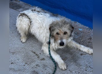 Peque, katzenfreundlich und gemütlich