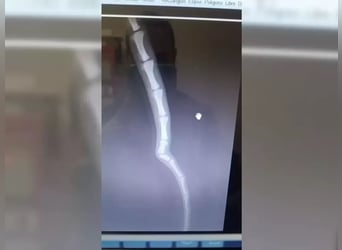 Dubai, seit Welpentagen im Tierheim