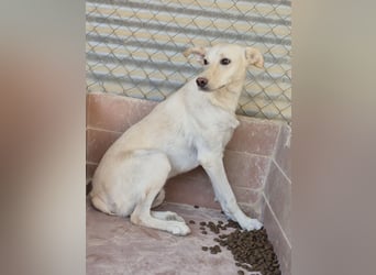 Ein leises Herz sucht leise Liebe, Bombay sucht seine Menschen