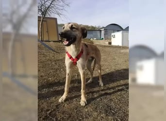 Dubai, seit Welpentagen im Tierheim