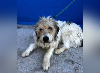 Peque, katzenfreundlich und gemütlich