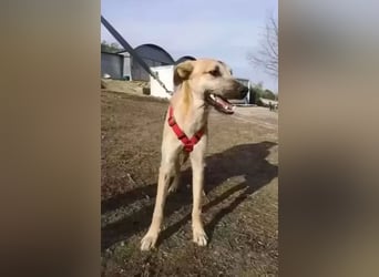 Dubai, sehnt sich nach einem Hundekumpel