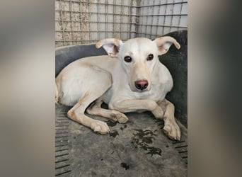 Ein leises Herz sucht leise Liebe, Bombay sucht seine Menschen