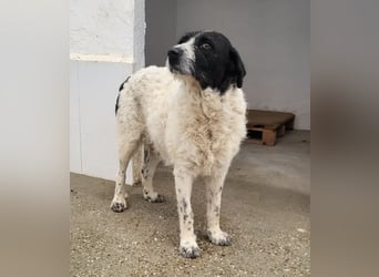 Matilda, eine Traumhündin