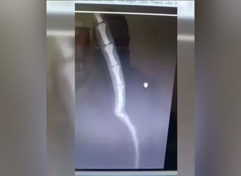 Dubai, sehnt sich nach einem Hundekumpel