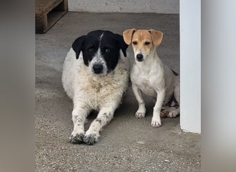 Matilda, eine Traumhündin