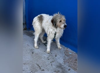 Peque, katzenfreundlich und gemütlich