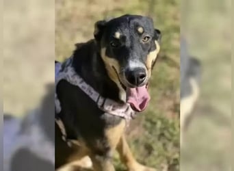 Mila wartet schon so lange ,sie hat ihr Zuhause endlich verdient