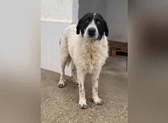 Matilda, eine Traumhündin