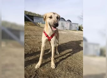 Dubai, seit Welpentagen im Tierheim