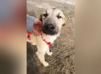 Dubai, sehnt sich nach einem Hundekumpel