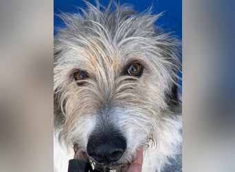 Peque, katzenfreundlich und gemütlich