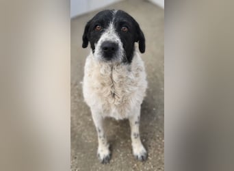 Matilda, eine Traumhündin