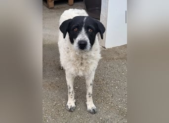 Matilda, eine Traumhündin