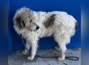Peque, katzenfreundlich und gemütlich