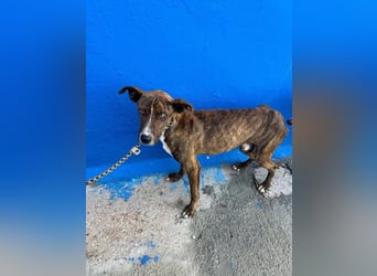 Turron, ein besonderer Kerl sucht endlich seine Menschen