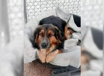 Lewis – der charmante Herzensbrecher mit der Herzchen-Nase!
