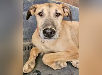 Dubai, sehnt sich nach einem Hundekumpel