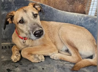 Dubai, sehnt sich nach einem Hundekumpel