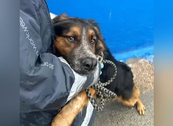 Lewis – der charmante Herzensbrecher mit der Herzchen-Nase!