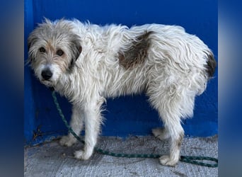Peque, katzenfreundlich und gemütlich