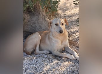 Iris – zarte Seele auf der Suche nach Geborgenheit