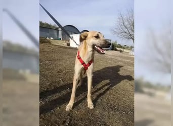 Dubai, seit Welpentagen im Tierheim