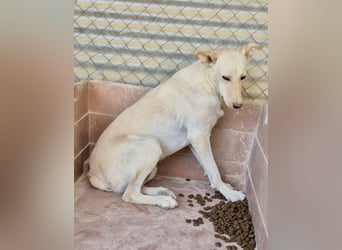 Ein leises Herz sucht leise Liebe, Bombay sucht seine Menschen