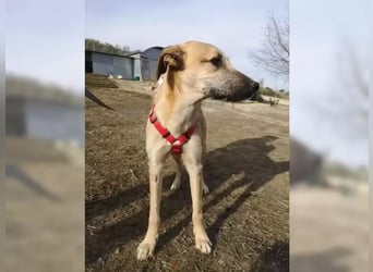 Dubai, seit Welpentagen im Tierheim