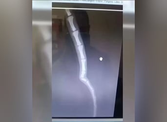 Dubai, die Welpenzeit verbrachte er im Tierheim