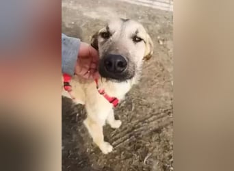 Dubai, die Welpenzeit verbrachte er im Tierheim