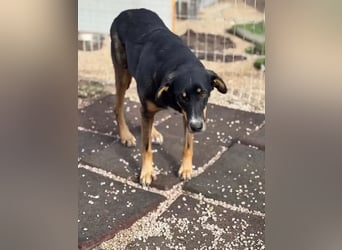 Mila wartet schon so lange ,sie hat ihr Zuhause endlich verdient