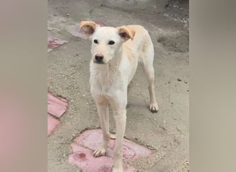 Ein leises Herz sucht leise Liebe, Bombay sucht seine Menschen