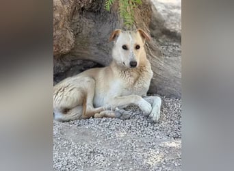 Iris – zarte Seele auf der Suche nach Geborgenheit