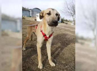 Dubai, seit Welpentagen im Tierheim