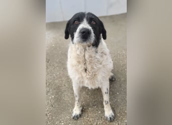 Matilda, eine Traumhündin