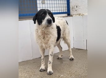 Matilda, eine Traumhündin
