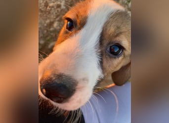 Pino wünscht sich ein Zuhause