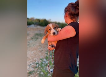 Pino wünscht sich ein Zuhause