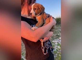 Pino wünscht sich ein Zuhause