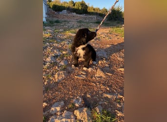 Arti wünscht sich ein Zuhause