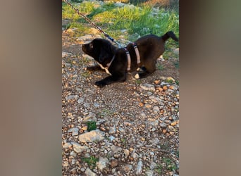 Lino wünscht sich ein Zuhause