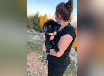 Lino wünscht sich ein Zuhause