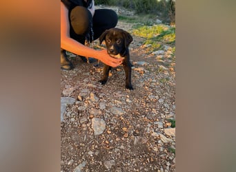 Lino wünscht sich ein Zuhause