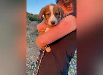 Pino wünscht sich ein Zuhause