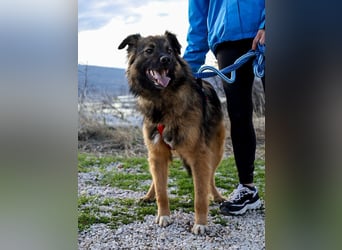 Everest sucht Dich
