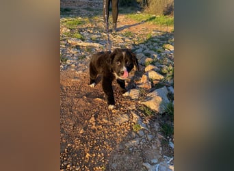 Arti wünscht sich ein Zuhause