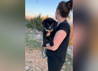 Lino wünscht sich ein Zuhause