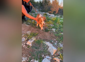 Pino wünscht sich ein Zuhause