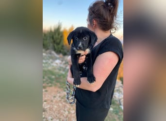 Lino wünscht sich ein Zuhause